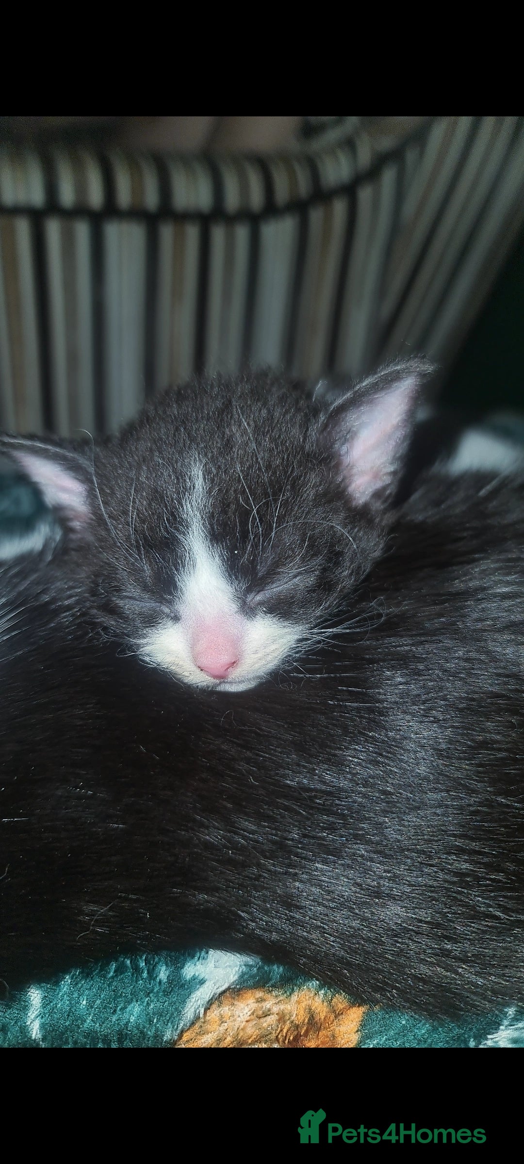 Mixed Breed cats for sale: Beautiful playful kittens  - Advert 10