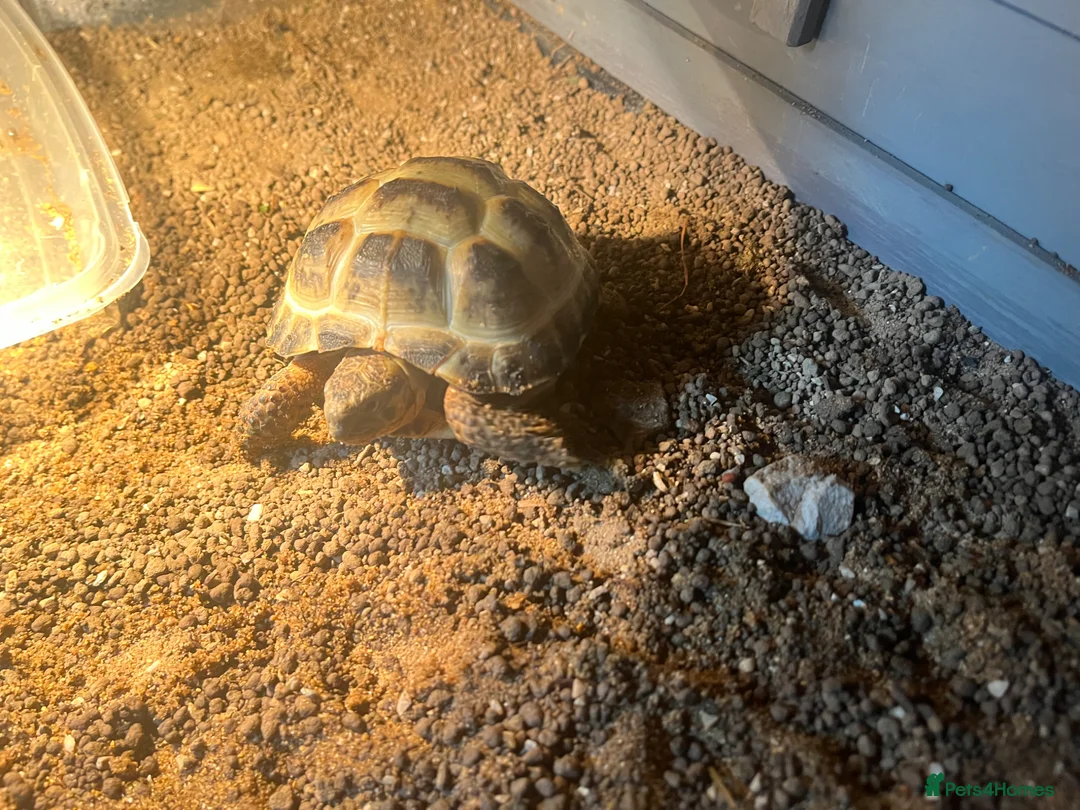 Tortoise reptiles for sale: Horsefield Tortoise for sale  in Bury - Advert 2