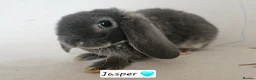 Mini Lop rabbits for sale: Purebred Mini Plush Lops Blues & Orange  - Advert 2