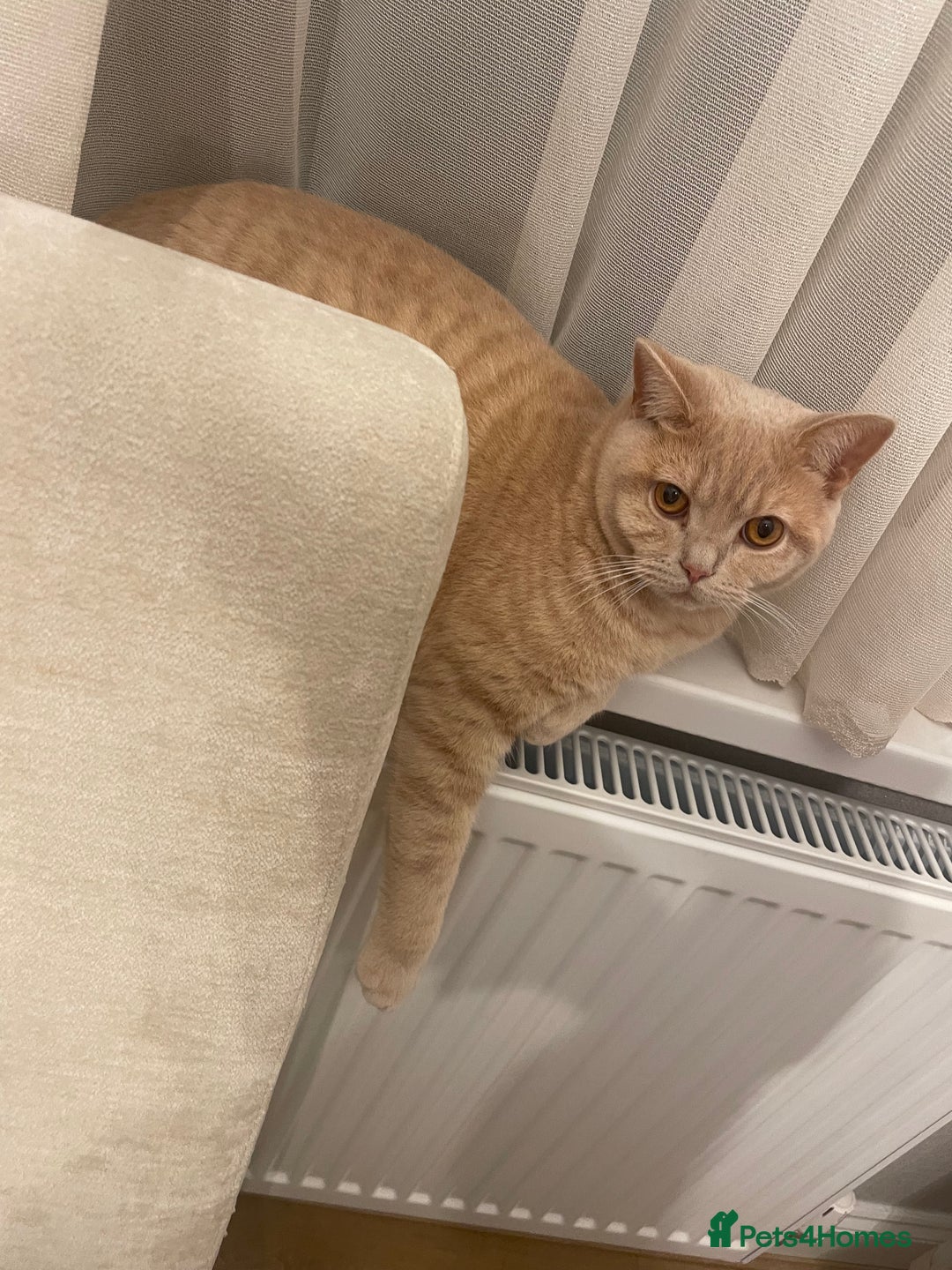 British Shorthair cats for sale: British shorthair cat - Advert 3