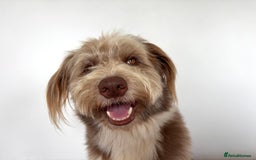 Bearded Collie dogs for sale: Bearded cross x border collie puppies  - Advert 11