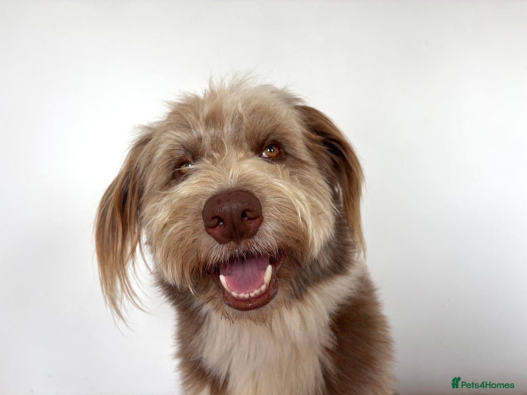 Bearded Collie dogs for sale: Bearded cross x border collie puppies  - Advert 11