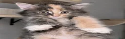 Maine Coon cats for sale: 🐾 FULLY REGISTERED PEDIGREE MAINE COON KITTENS 🐾 - Advert 7