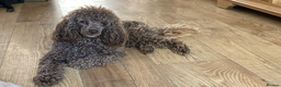 Poodle dogs for stud: Health tested KC chocolate Toy poodle stud  in Stevenage - Advert 15