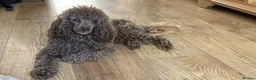Poodle dogs for stud: Health tested KC chocolate Toy poodle stud  in Stevenage - Advert 15