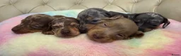 Miniature Dachshund dogs for sale: Miniature Dachshund Dapple Puppies 🐶 5🌟licensed  - Advert 8