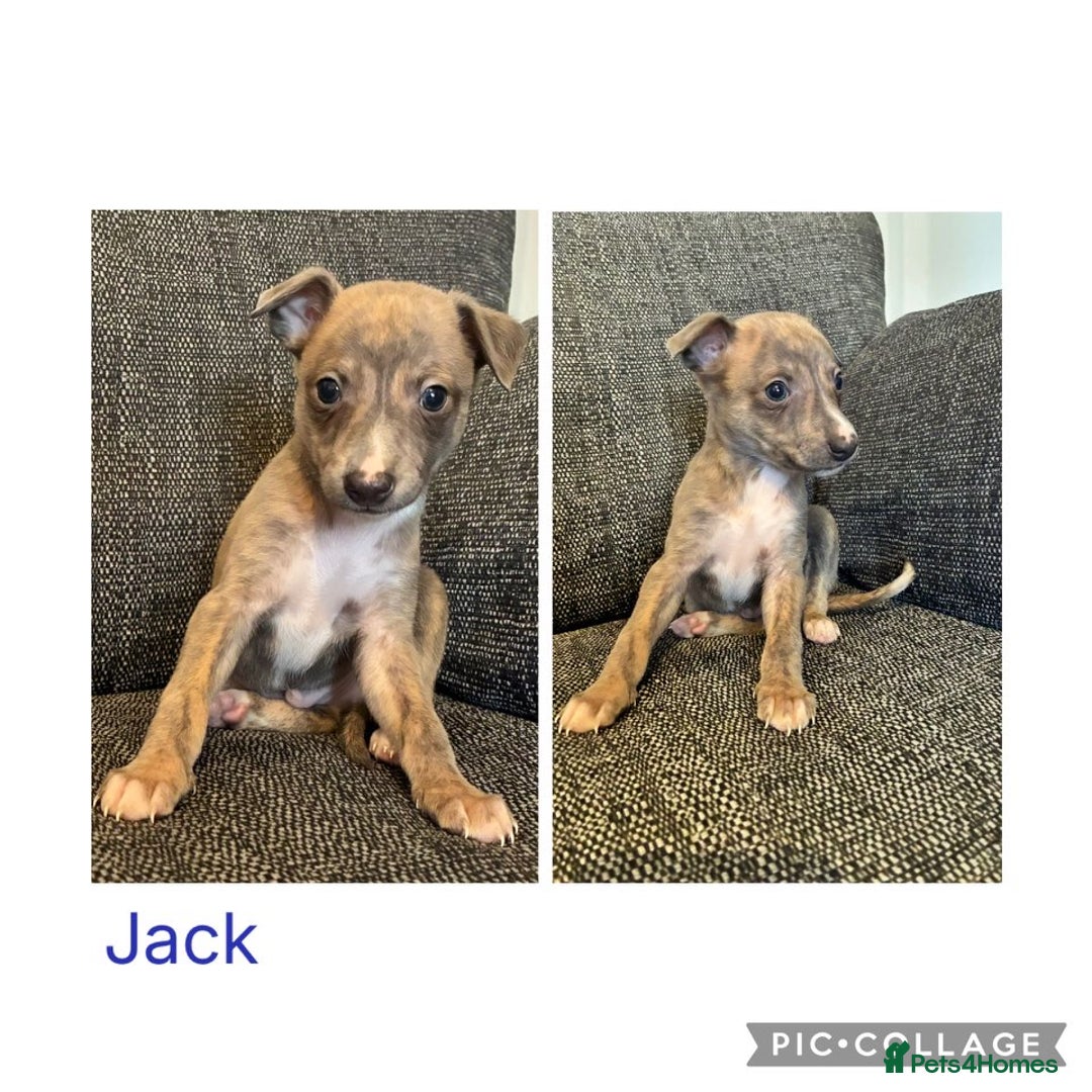 Italian Greyhound dogs for sale: Beautiful Italian Greyhounds - Advert 9