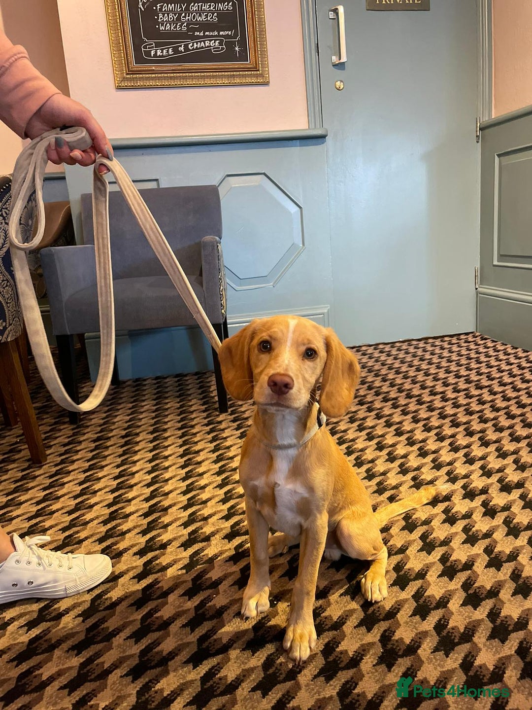 Mixed Breed dogs for sale: Archie - Jack Russel x cocker spaniel  - Image 8