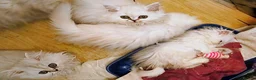 Persian cats for sale: 🍒Loving White Tipped babies - Advert 4