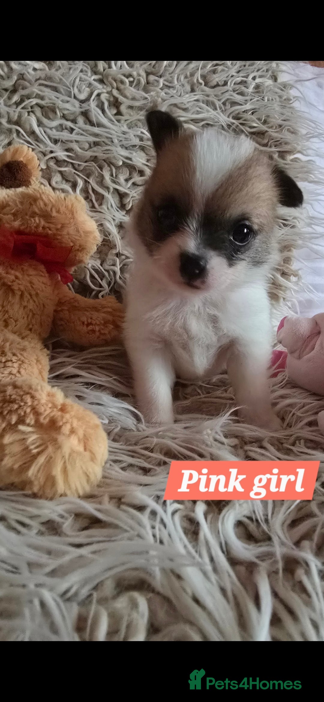 Pomchi dogs Beautiful Pomchi Puppy's ❤️  - Advert 1