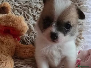 Pomchi dogs Beautiful Pomchi Puppy's ❤️ - Advert 1