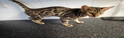 Bengal cats for sale: Silver/ mink bengals kittens  - Advert 6