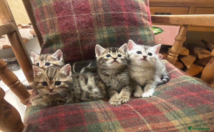 Mixed Breed cats - Advert 3