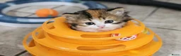 British Shorthair cats for sale: Beautiful British Shorthair & Longhair Kittens - Advert 4