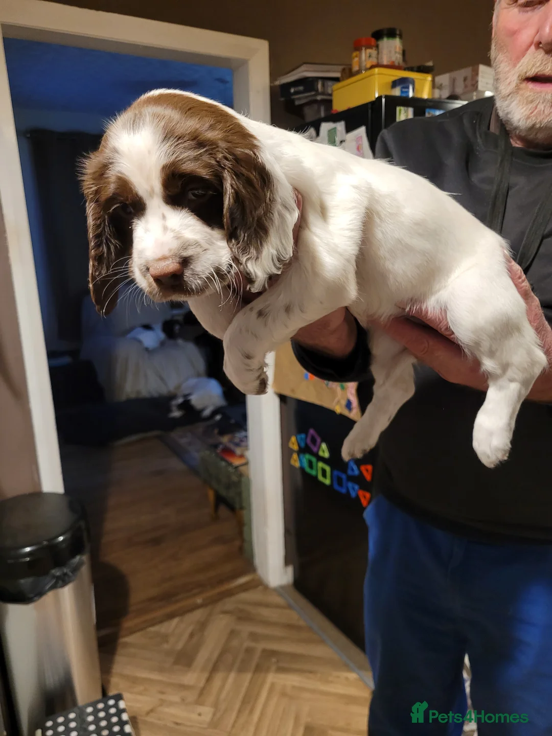 English Springer Spaniel dogs for sale: Female Springer - Advert 1
