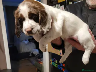 English Springer Spaniel dogs Female Springer - Advert 10