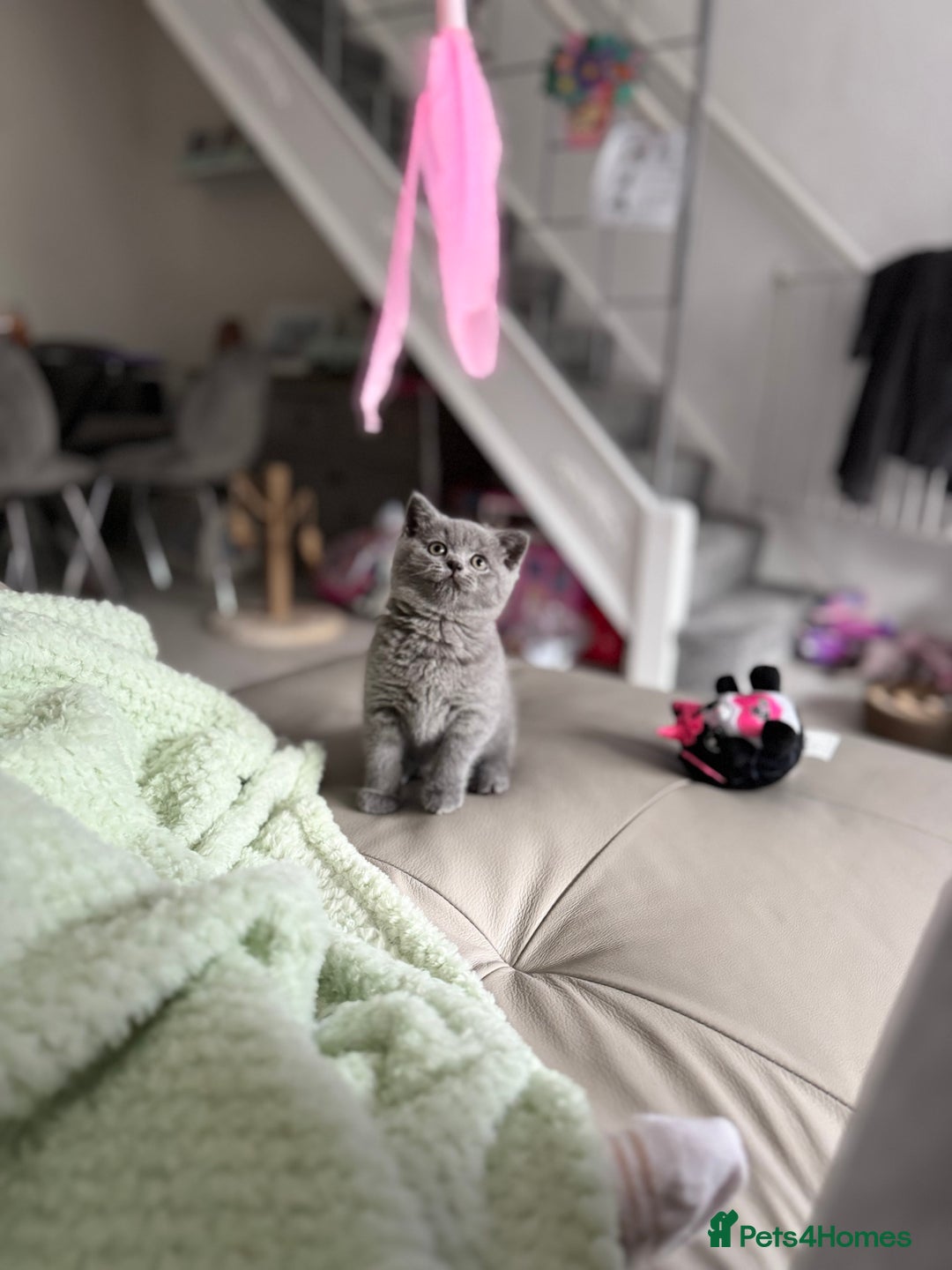 British Shorthair cats for sale: British Shorthair Male — experience needed! - Advert 5