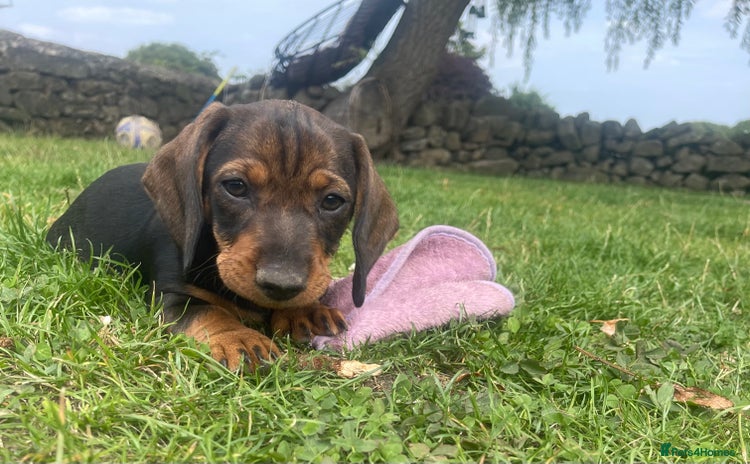 Dachshund dogs - Advert 13