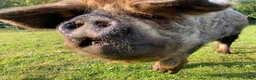 Pig livestock for sale: Three Much-Loved Kunekune Pigs Seeking a New Home - Advert 1