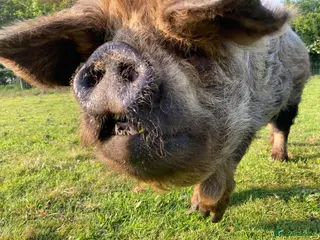 Pig livestock Three Much-Loved Kunekune Pigs Seeking a New Home - Advert 1