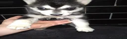 Siberian Husky dogs for sale: 7 siberian huskey puppies for sale £800 - Advert 6