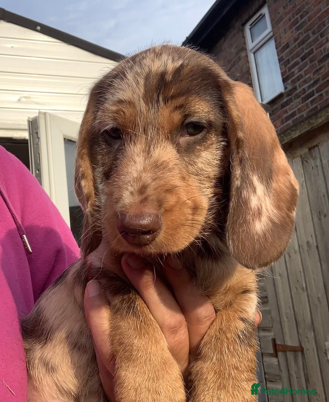 Dachshund dogs for sale: Last two amazing  miniature wire dachshunds  - Image 22