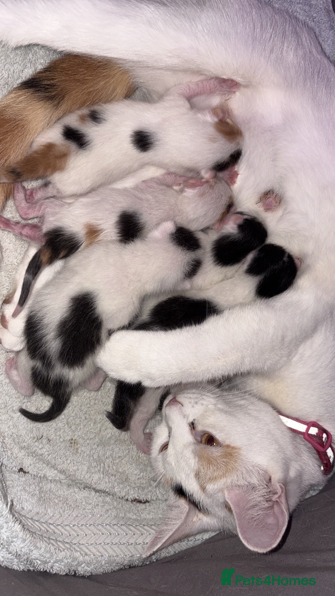 Mixed Breed cats All available apart from black tailed calico! - Advert 3