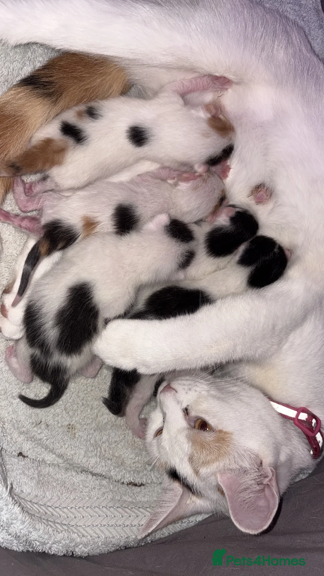 Mixed Breed cats for sale: All available apart from black tailed calico! - Advert 1
