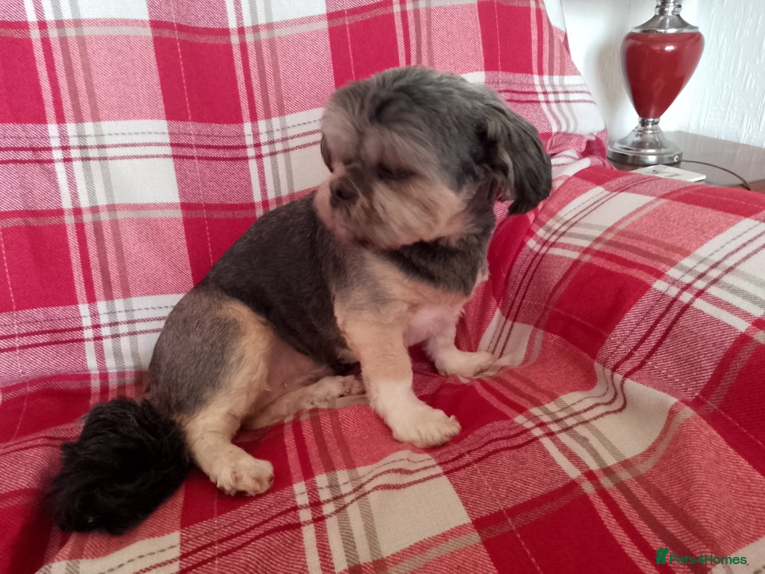 Lhasa Apso dogs for sale: Lhasa Apso 4 year old Bitch - Image 11