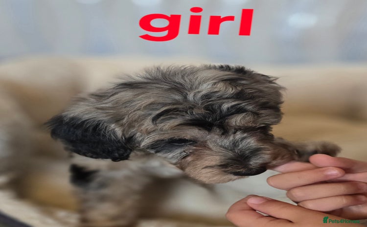 Maltipoo dogs - Advert 2