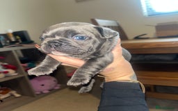 French Bulldog dogs for sale: Blue French bulldogs - Image 2