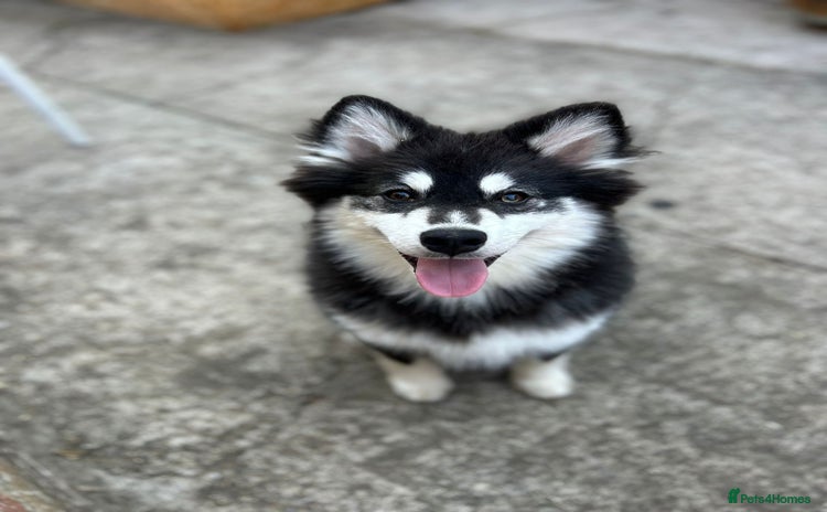 Pomsky dogs - Advert 1