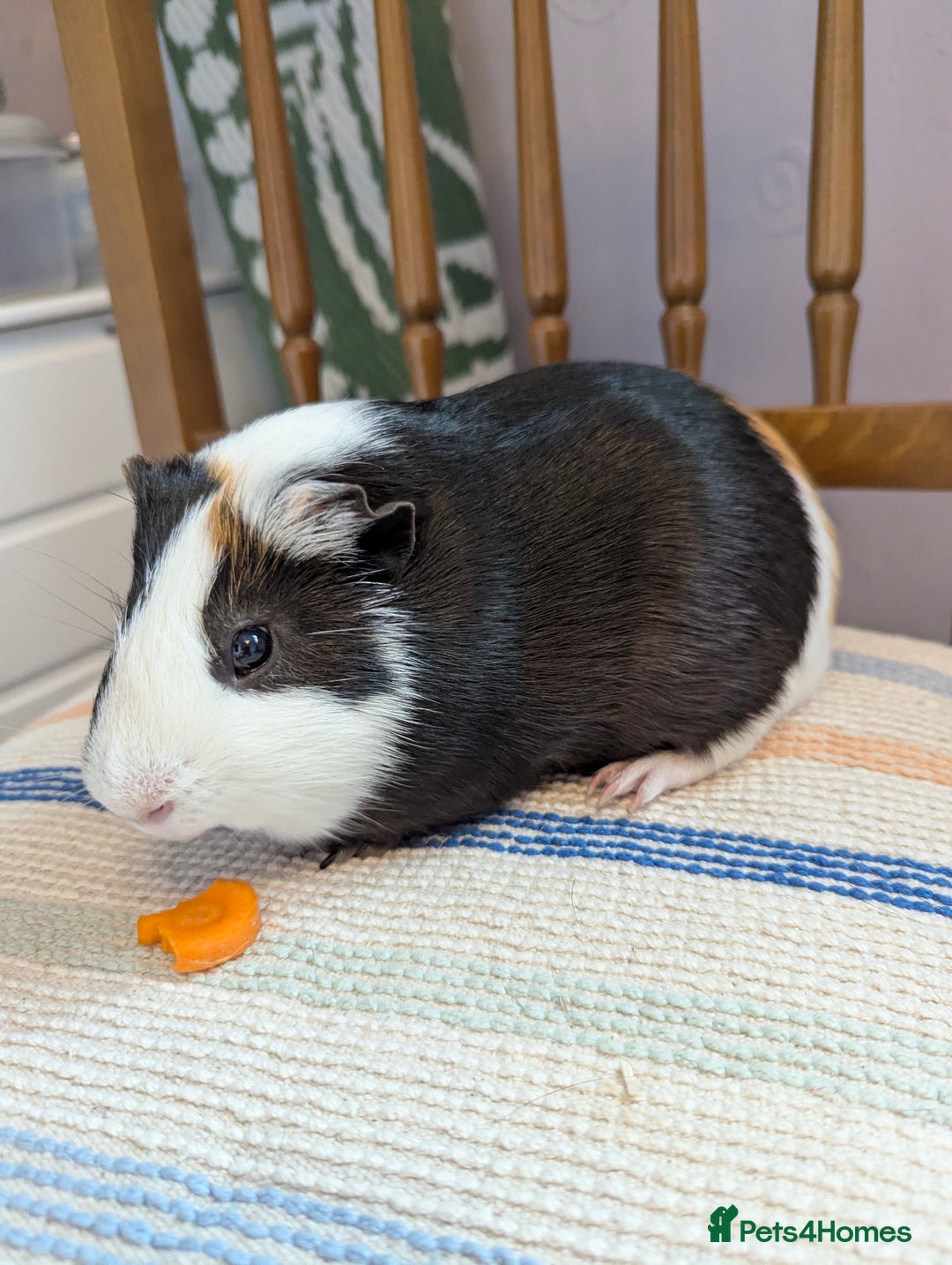 Guinea Pig rodents for sale: Guinea pigs looking for a home  - Image 2
