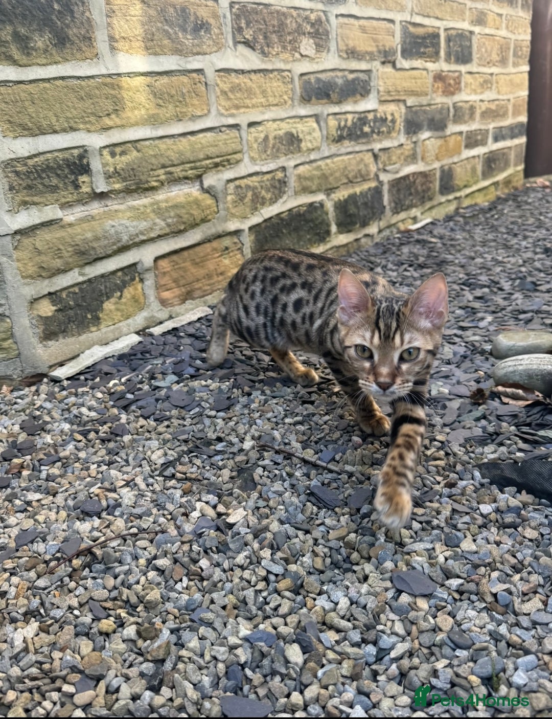 Bengal cats for sale: Bengal Sibling Cats for Rehoming - Advert 6