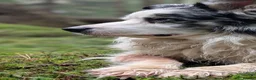 Border Collie dogs for stud: Beautiful Blue Merle looking to Stud him.   - Advert 12