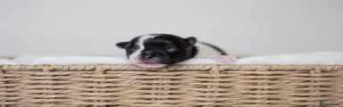 Pomeranian Puppy 5