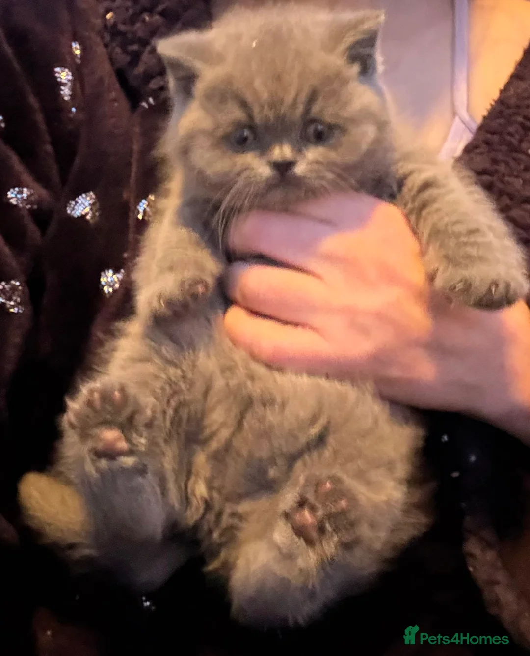 British Shorthair cats for sale: British Blue British Shorthair girl available - Advert 13