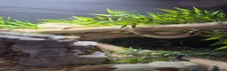 Corn Snake reptiles for sale: Female albino cornsnake approx 6 years old proven  - Advert 5