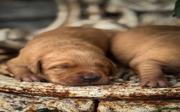 Goldador dogs for sale: Stunning Goldador Puppy’s DNA Clear KC Parents - Image 7