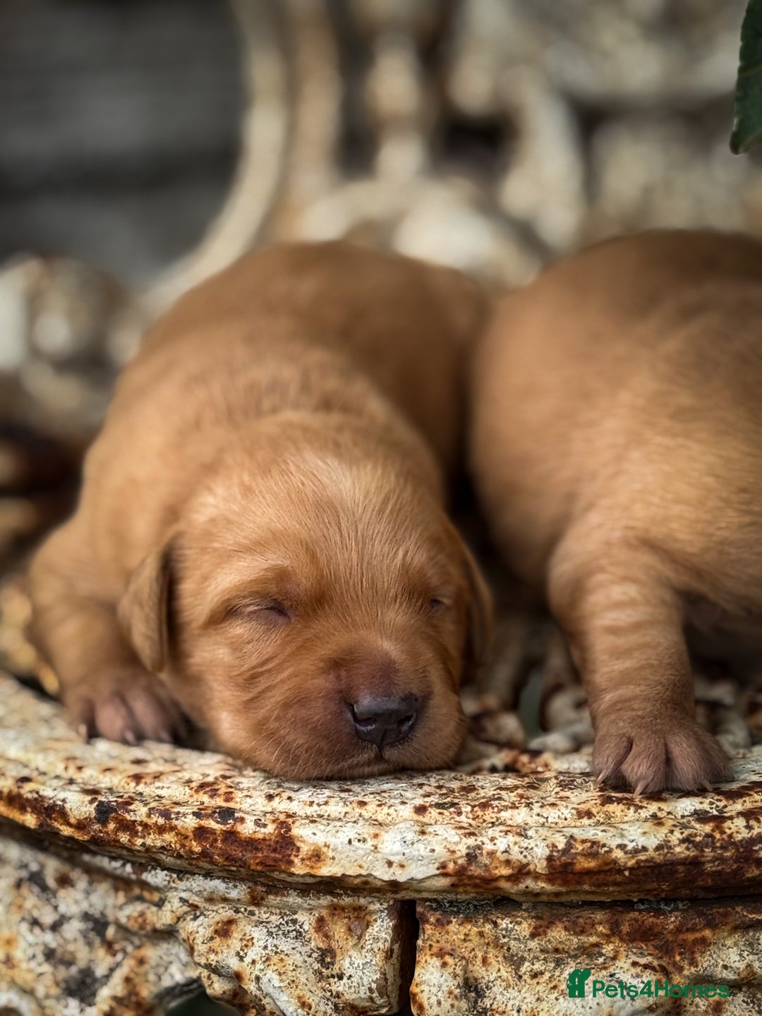 Goldador dogs for sale: Stunning Goldador Puppy’s DNA Clear KC Parents - Image 7