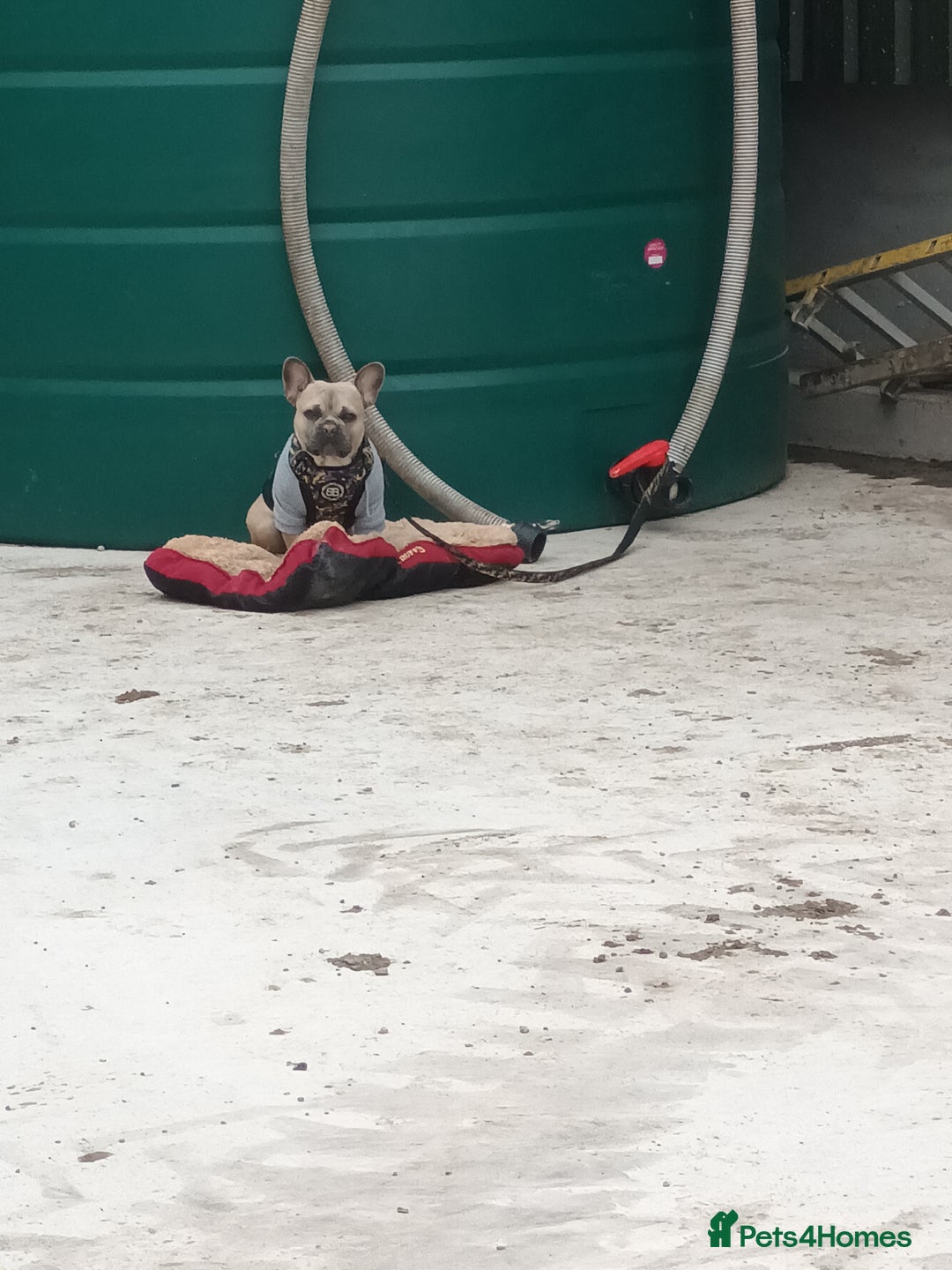 French Bulldog dogs for stud: Bruno - Advert 5