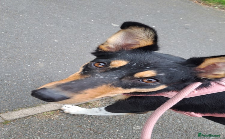 Mixed Breed dogs - Advert 1