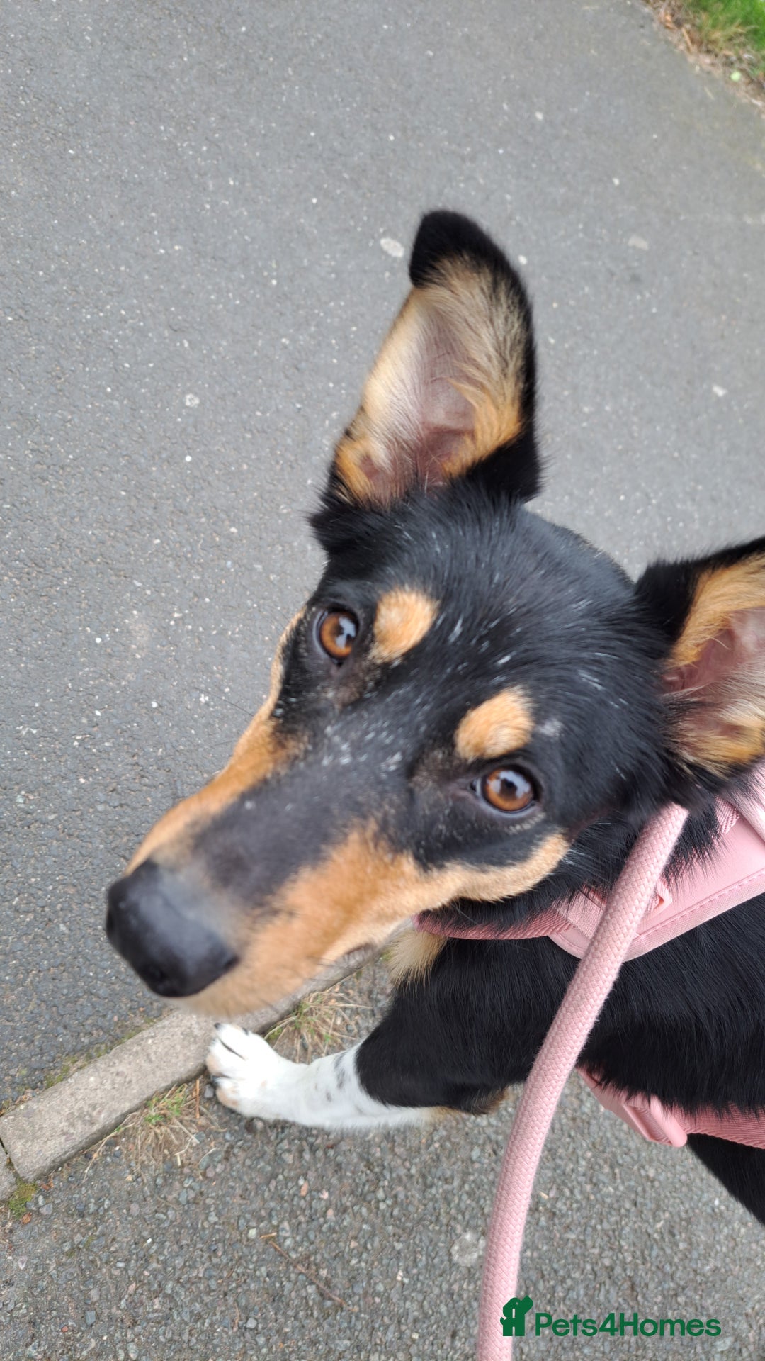 Mixed Breed dogs for sale: NALA,  **  - Image 1