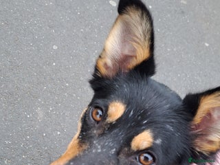 Mixed Breed dogs - Advert 4