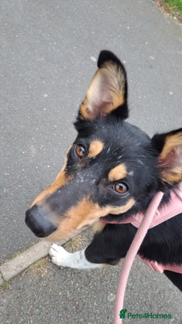 Mixed Breed dogs - Advert 1