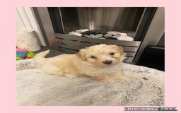 Maltipoo dogs for sale: Stunning F1 Maltipoo Puppies!!! - Image 9