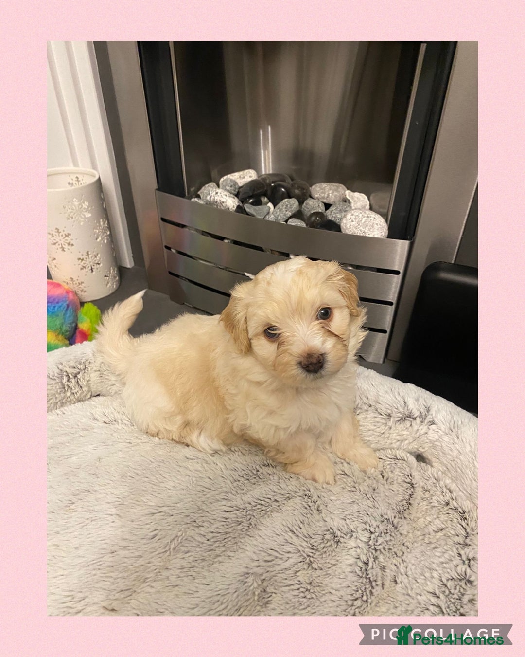 Maltipoo dogs for sale: Stunning F1 Maltipoo Puppies!!! - Image 9