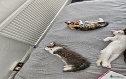 Mixed Breed cats for sale: White kitten  - Image 10