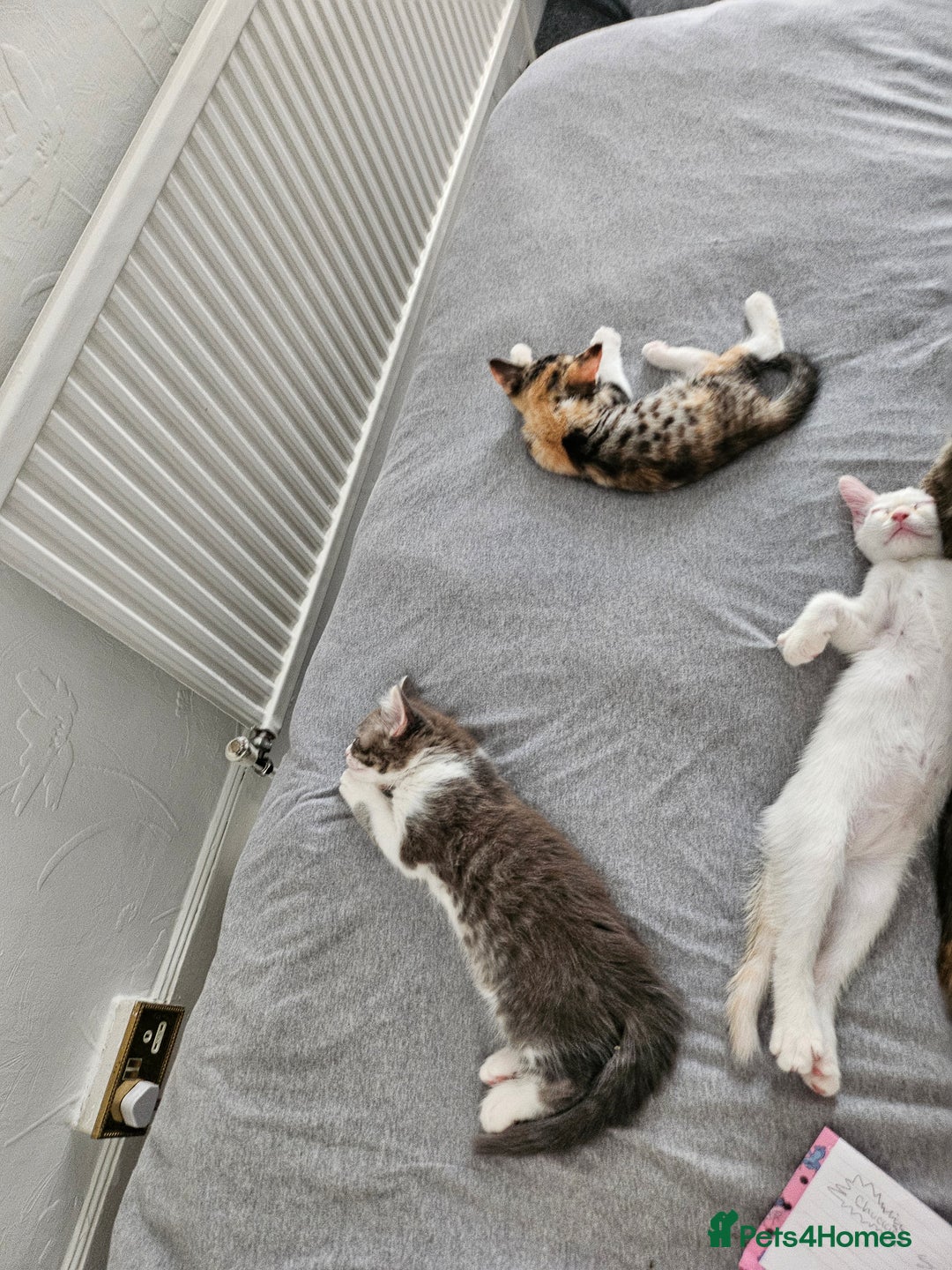 Mixed Breed cats for sale: White kitten  - Image 10