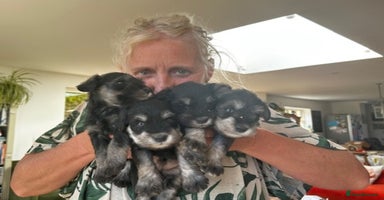 Miniature Schnauzer dogs - Advert 3